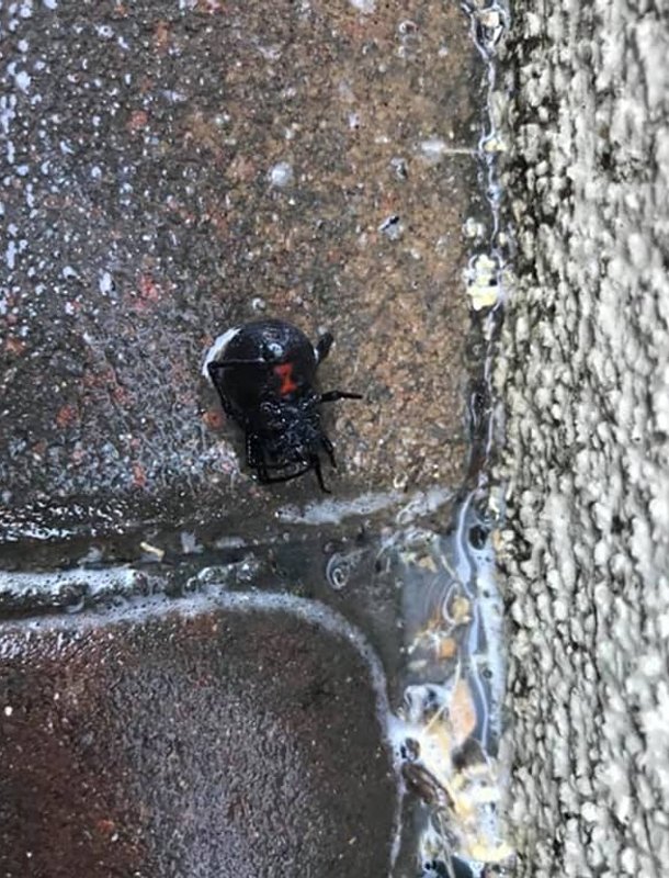 exterior pest treatment service