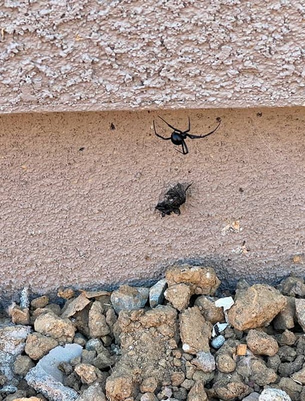 ant trail on exterior wall