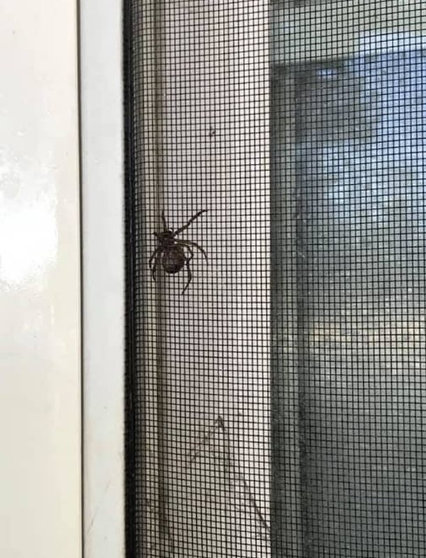 spider pest inspection