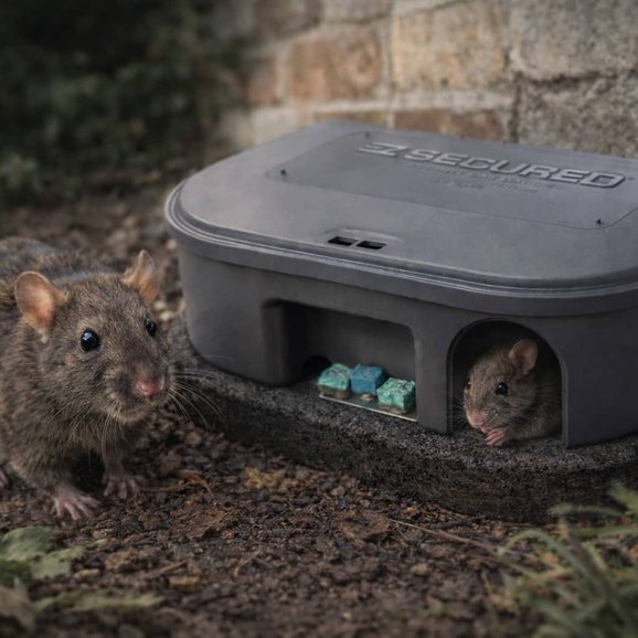 mouse pest control problem