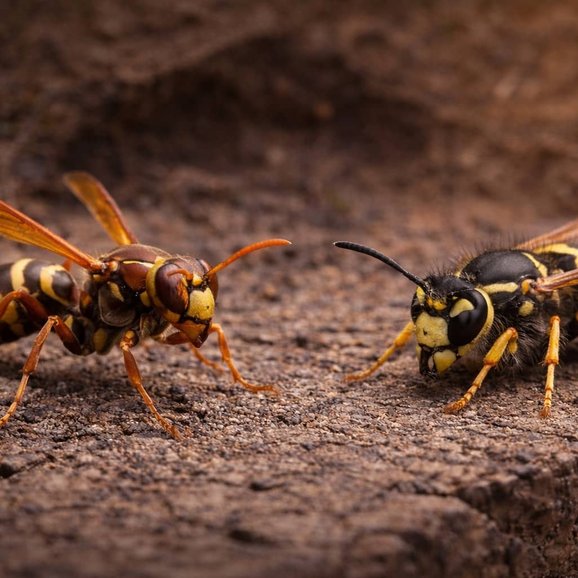 wasp nest pest infestation
